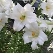 ティノ