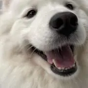ぽちの画像