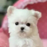 ねねちゃみの画像