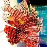 ysの画像