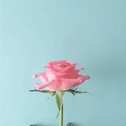 m’s-galleryの画像