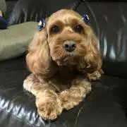 モコの画像