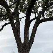 LALの画像