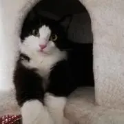 GSの画像