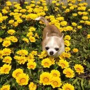 カエラムの画像