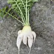 らでぃ
