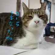 ひよこの画像