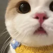 KKの画像