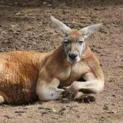 カンガール