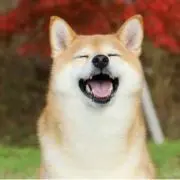 わんわん