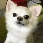 イヌの画像