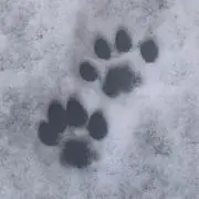 な