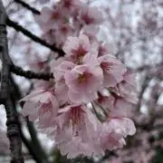 moruの画像
