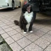 ナミエの画像