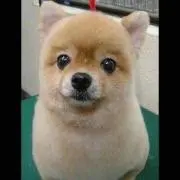 ニョッチ