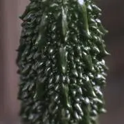 キチタロウ