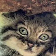 sale価格❣️リバティ生地使用 ギャザーフレアワンピース - メルカリ