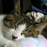 にやんの画像