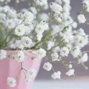 あさりの画像