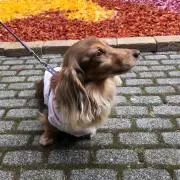 しーちゃんの画像