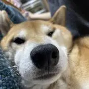 HANAHANA (˙ᴥ˙)の画像