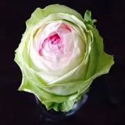 がんばの画像
