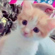 もっちもちー