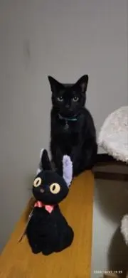 kiraranの画像