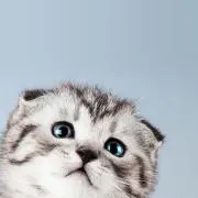 まろんの画像