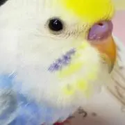 Shuの画像