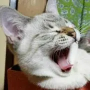 ＊ニャー5＊