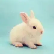 ぴんさんの画像