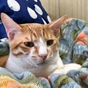 青さん