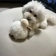 KIKIの画像