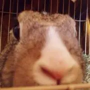 を