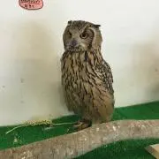 のよ