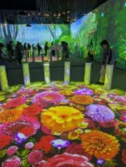 Kawaの画像