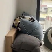 かやかや