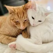 SKママの画像