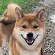 もなかの画像