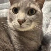 チーの画像