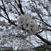 めぇの画像