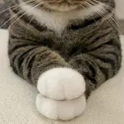 XaoXの画像
