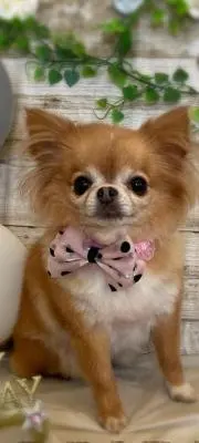 王一博 応援ミニカー 1：24 174×85×85mm - メルカリ