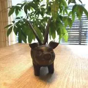 おふみの画像