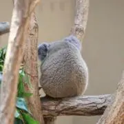 ニコの画像