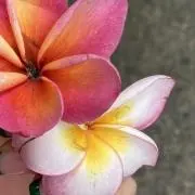 ✿ Ohana ✿
