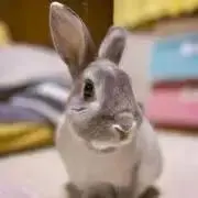 あおばの画像