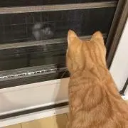 チャチャの画像