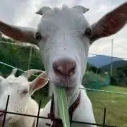めるよがの画像